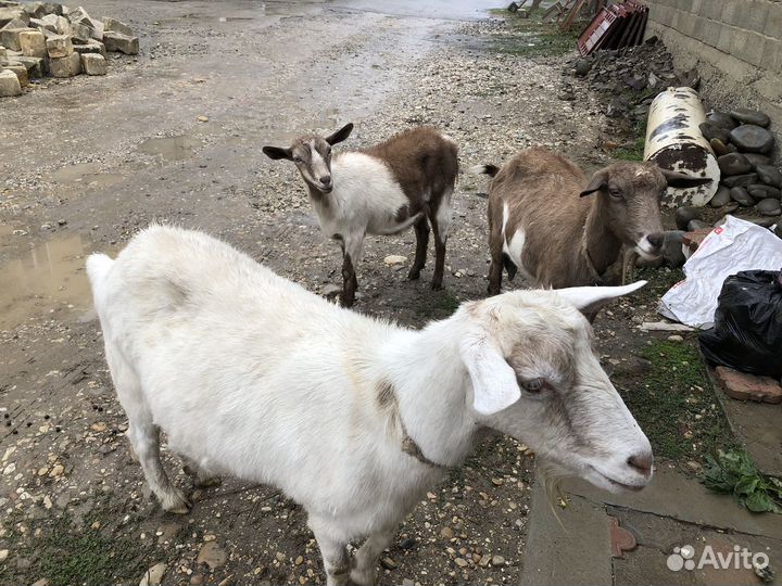 Дойные козы