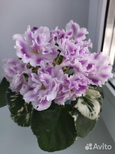 Фиалка сортовая