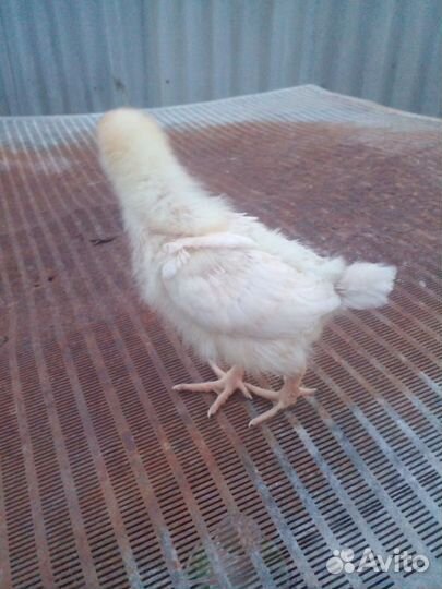 Цыплыта и гусята домашние