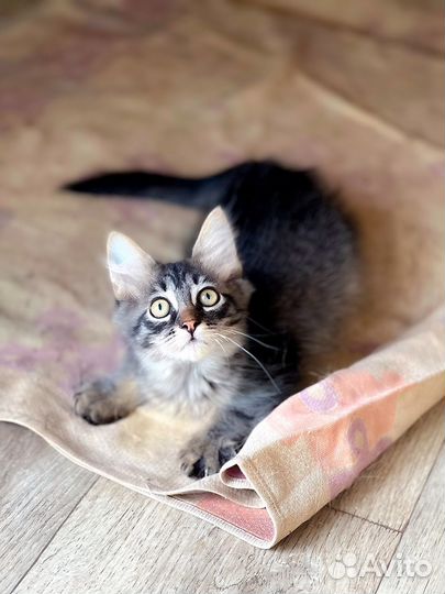 Котик бесплатно