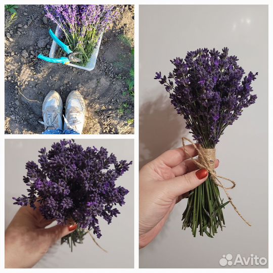 Букетик лаванды (свежесрезанная)