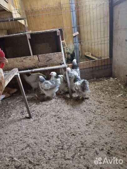 Циплята. Индоутята