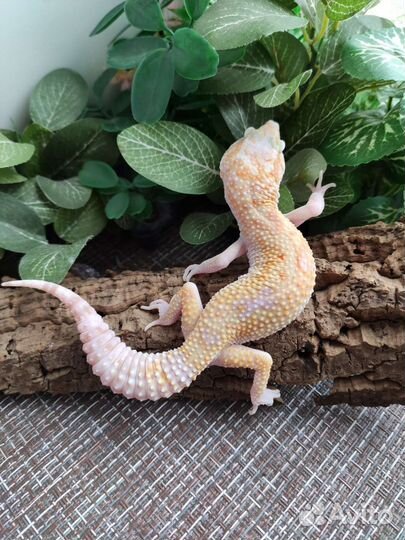 Эублефар, геккон, ящерица