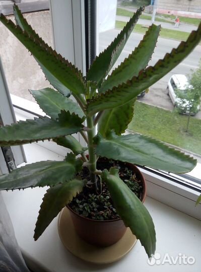 Каланхоэ лечебное Дэгремона