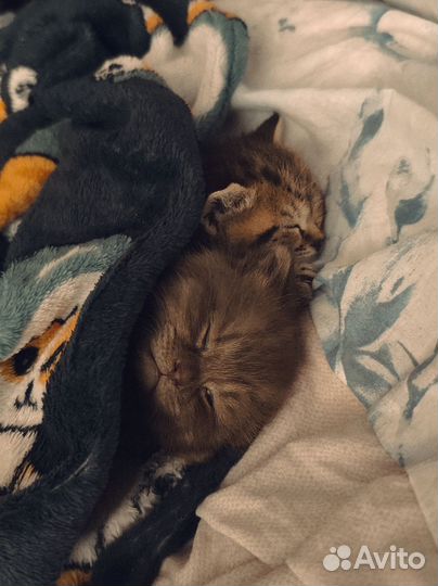 Шотландские котята