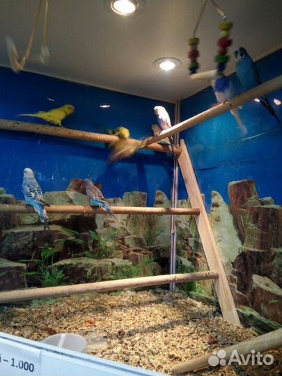 Товары для животных и рыб.и хозтовары