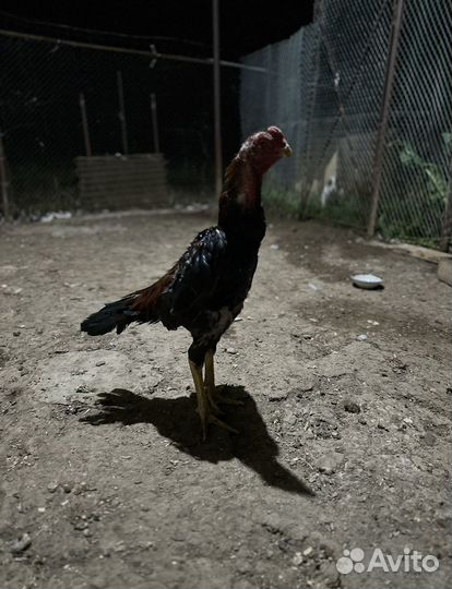 Бойцовые петухи