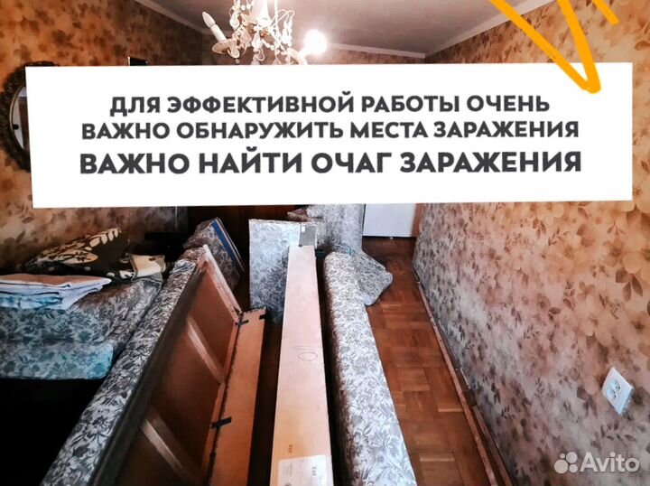 Уничтожение клопов, тараканов, дезинфекция