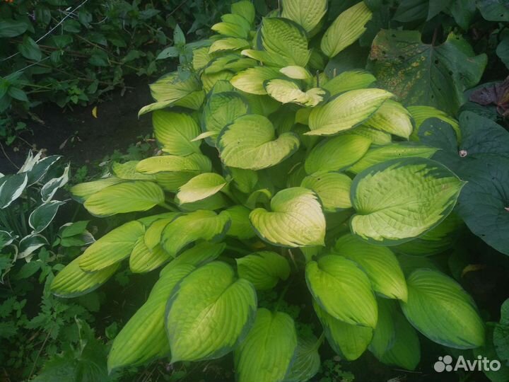 Хоста, Марьин Корень, Тимьян