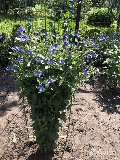 Клематис Ольга