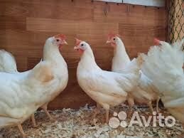 Куры-молодки