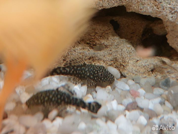 Сомики анциструсы