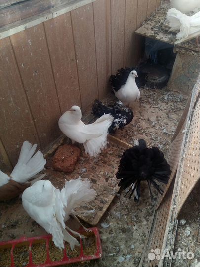 Статные голуби