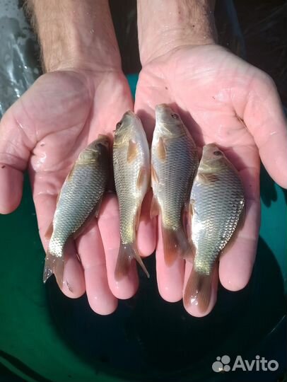 Малек карпа