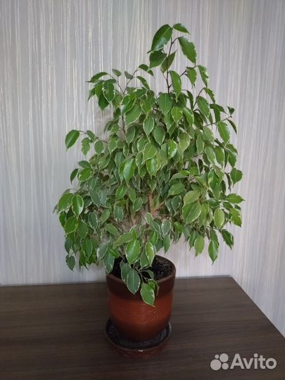 Фикус бенджамина