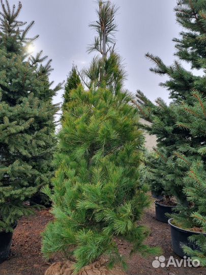 Сосна Веймутова