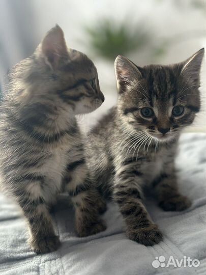 Кошка в дар