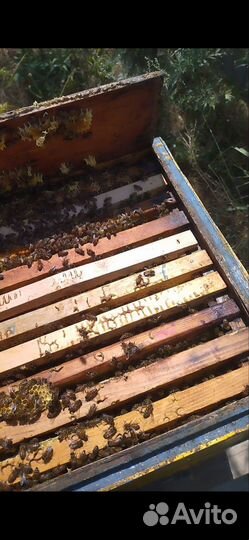 Пчелосемьи