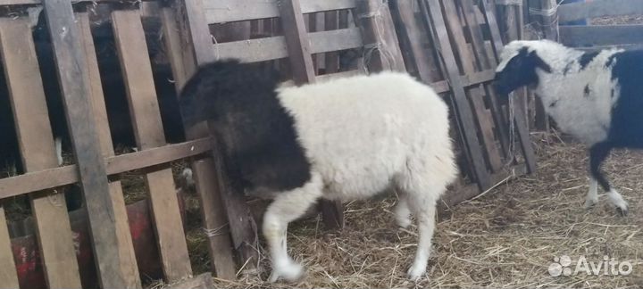 Баранчики дорпер