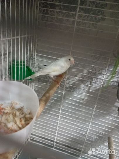 Кенара и канарейки