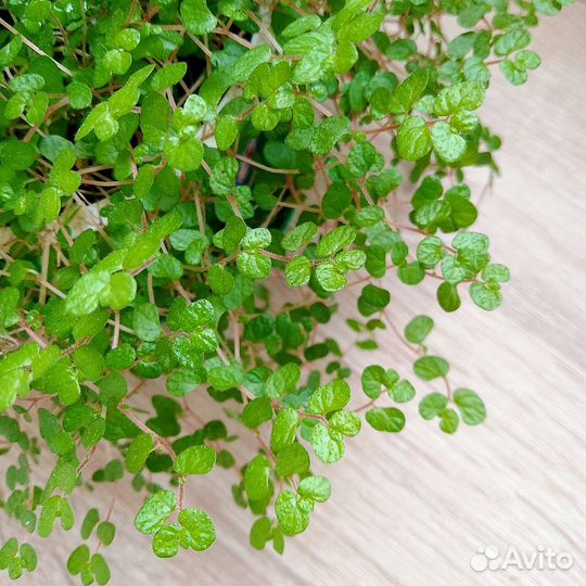 Солейролия (гелксина). Комнатные цветы