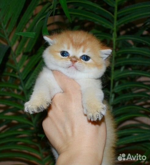 Клубные британцы золотая шиншилла