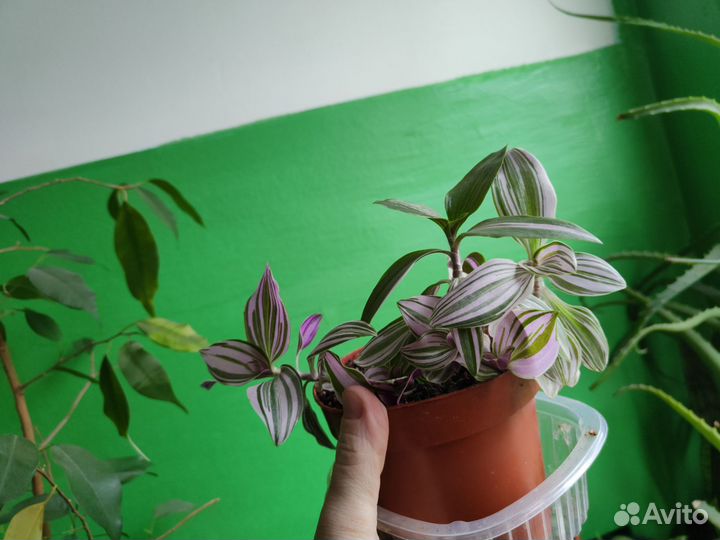 Комнатные растения цветы