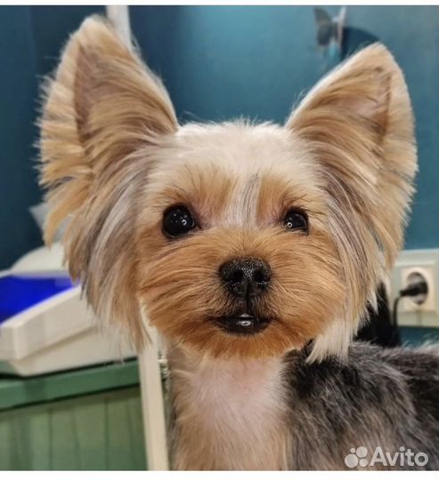 Йоркширский терьер щенки