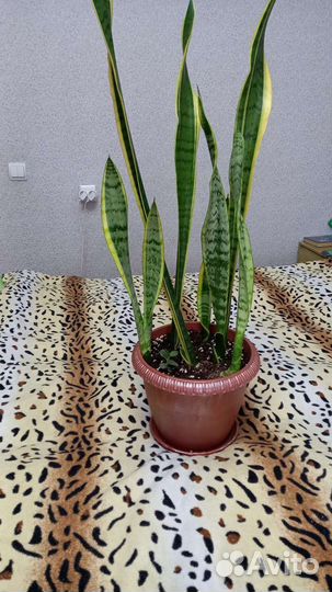 Сансевиерия