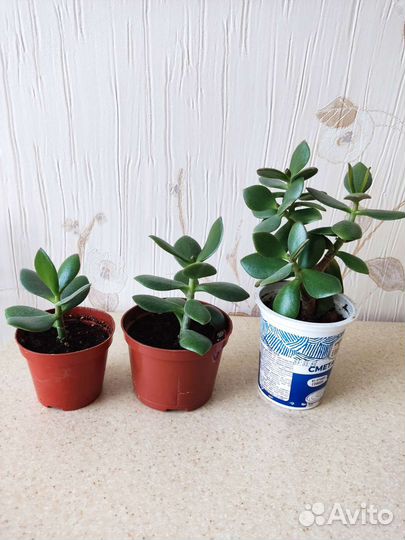 Денежное дерево, толстянка