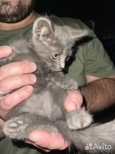 Кошечка в добрые руки