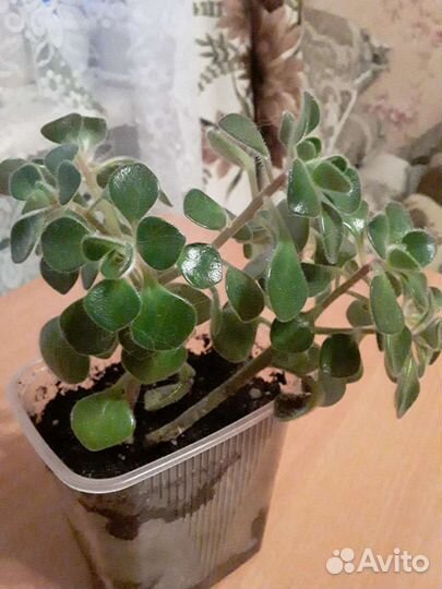 Комнатные растения