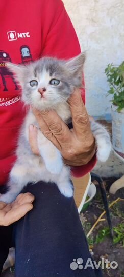 Котята ищут дом