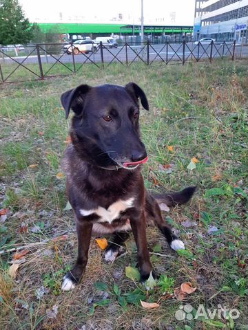 Ищу дом брошенной собаке