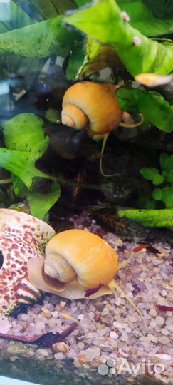 Креветки кровавая мери, шоколадн, улитки ампулярии