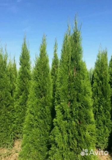 Все виды туй