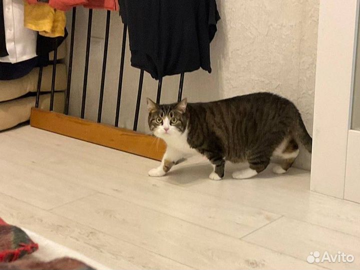 Передержка собак и кошек