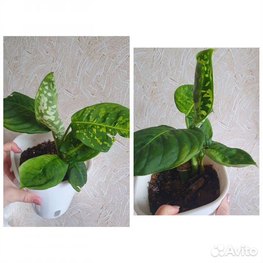 Синг. Imperial white, диффенб. рефлектор, каладиум