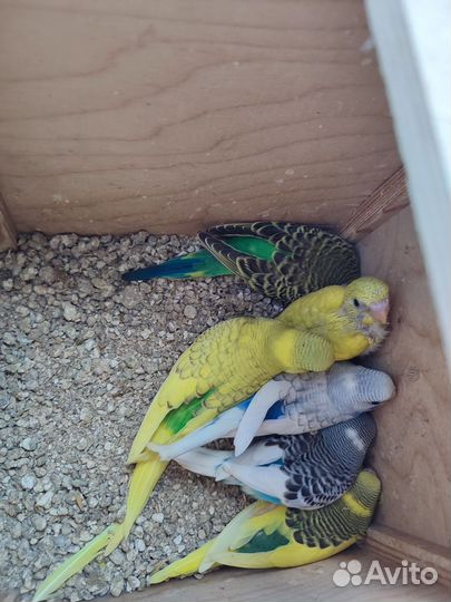 Птенцы волнистый попугай ручные