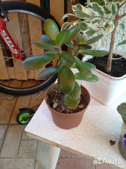 Цветы комнатные и огородные