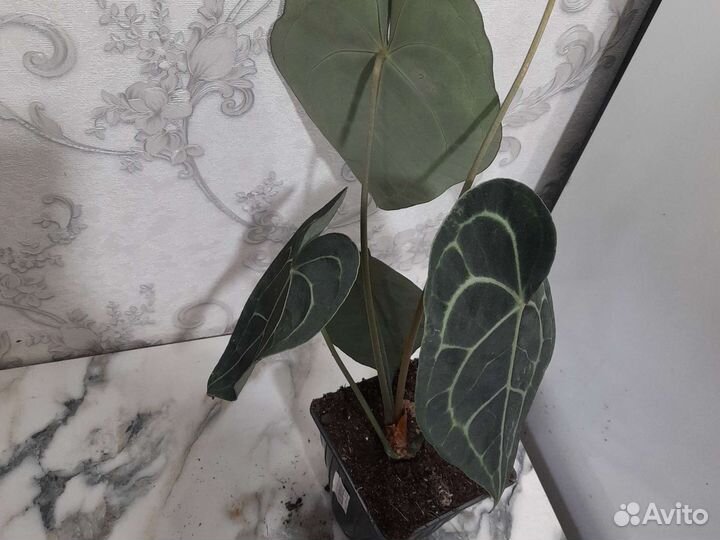 Антуриум кларинервиум