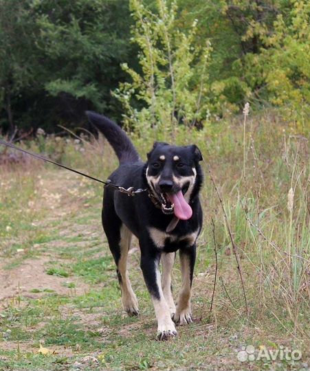 Собака Лесси