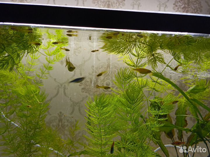 Аквариумные рыбки гуппи