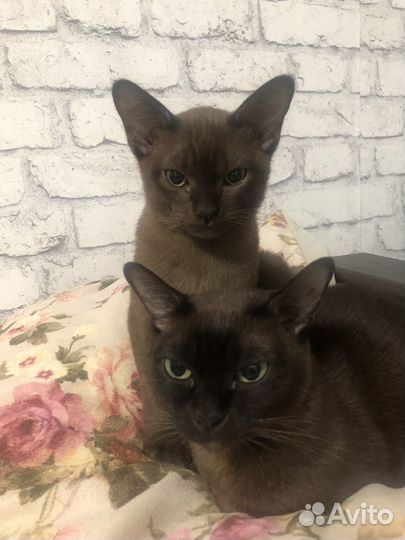 Котенок Бурма