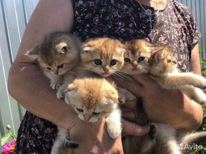 Котята золотая шиншилла