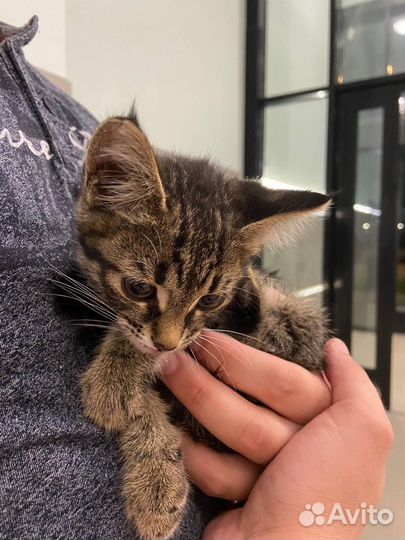 Очень ласковый котенок