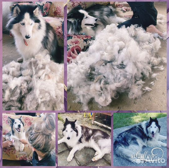 Груминг Стрижка собак