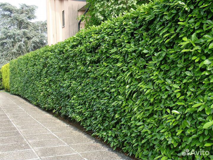 Живая Изгородь Бирючина