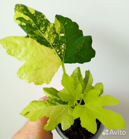 Фикус Джоли Тигр