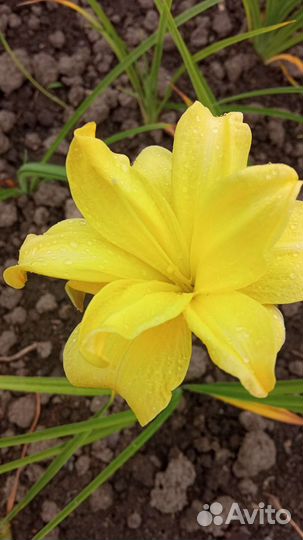 Агапантус, лилейники